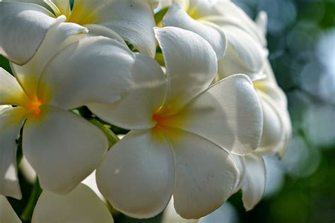 Plumeria Fleur De Frangipanier Photo Gratuite Sur Pixabay Pixabay