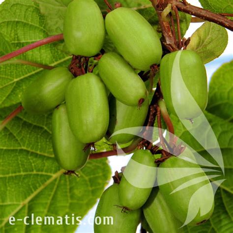 Actinidia Kolomikta Sentyabraskaya Female Arctic Beauty Kiwi E Clematis
