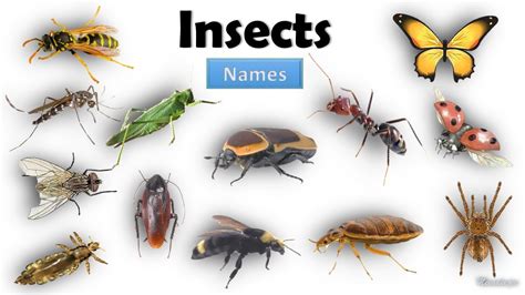 Insects Name Learn Insects Name In English Name Of Insects Basic