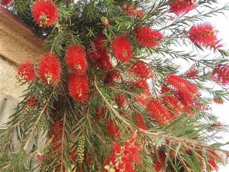Callistemon citrinus.... - Flora of Balochistan - Pakistan