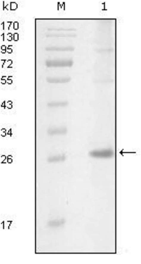 ITK Monoclonal Antibody 5G12C4 Invitrogen 100 μL Unconjugated