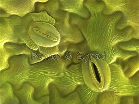 Foto Foto Stomata Daun Yang Memukau KASKUS