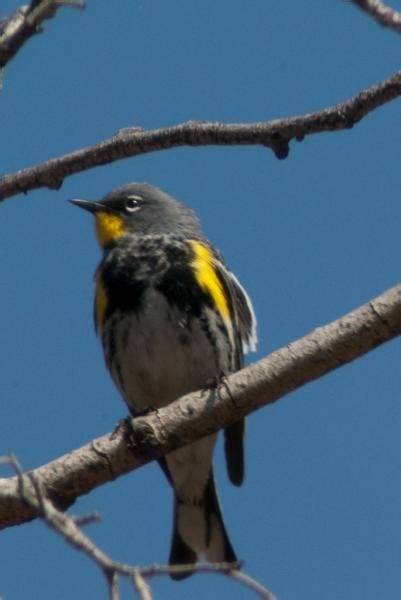 Yellow Rumped Audubons Warbler Pentax User Photo Gallery