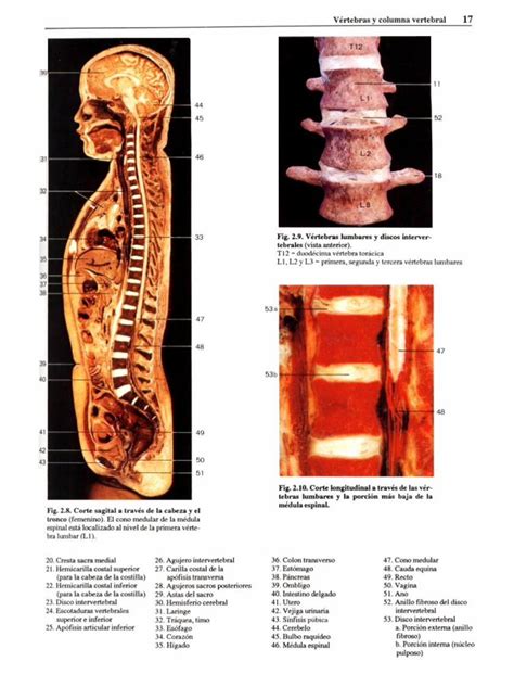 Pdf Atlas Fotogr Fico De Anatom A Del Cuerpo Humano Dokumen Tips