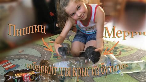 лабиринт для крыс из бутылок - YouTube