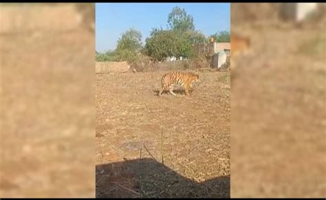 No Loudspeakers, Gatherings In Chhattisgarh Villages After Rare Tiger ...