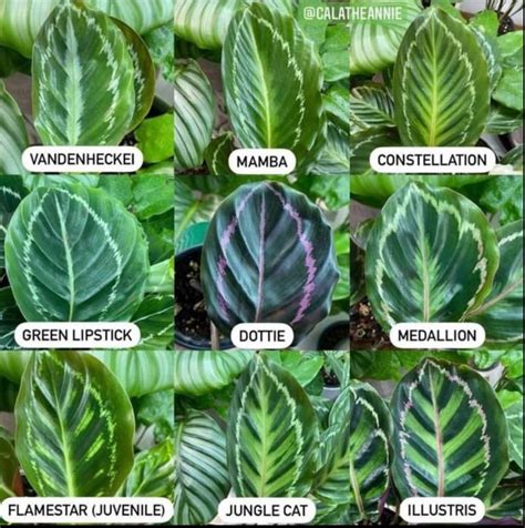 Calathea Leaf Id Calathea Plant Plant Leaf Identification Rainforest Plants