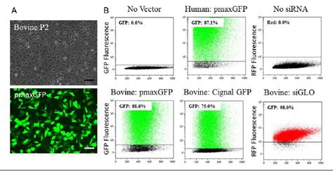 Table 2 From Efficient Low Cost Nucleofection Of Passaged Chondrocytes