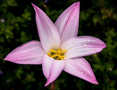 Fotos gratis pétalo florecer floral bulbo botánica jardín