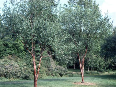 Prunus Serrula Landscape Plants Oregon State University