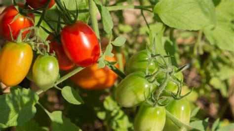 Best Indeterminate Tomato Varieties