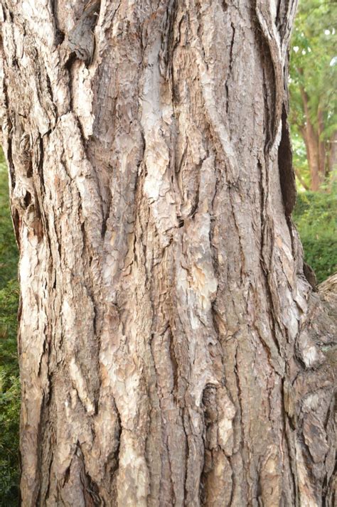 Pinus Nigra Var Nigra Oostenrijkse Den Austrian Pine