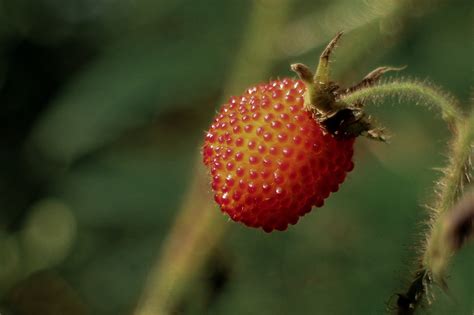 Fruit Strawberry Organic Free Photo On Pixabay Pixabay