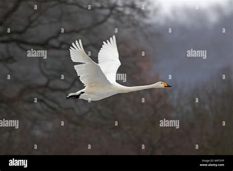 Flying Whooper Swans Hi Res Stock Photography And Images Alamy