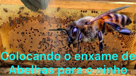 Colocando Aquele Enxame De Abelhas Africanizadas Que Peguei Para O