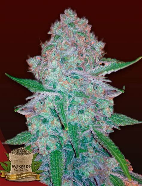 BUY Pineapple Express Regular - MJ Seeds Canada