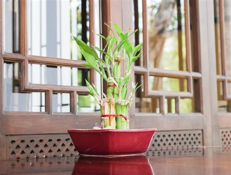 How Often Should You Water Bamboo Plants? - Backyard Boss