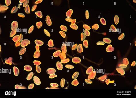 Granos De Polen Microscopio Fotograf As E Im Genes De Alta Resoluci N