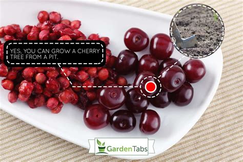 Can You Grow A Cherry Tree From A Pit