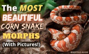 30 Beautiful Corn Snake Morphs Colors With Pictures