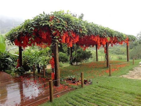 Plantas Para Enfeitar Pergolado Dicas Para Seu Jardim