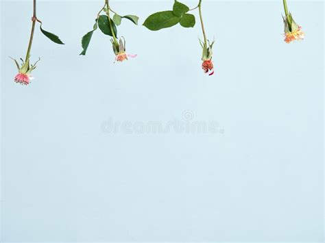 Flowers With No Petals Hanging Upside Down Isolated On Gray Background