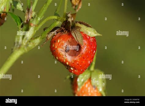 Close Up Strawberry Eaten By Slugs With Woodlice In The Hole Dutch