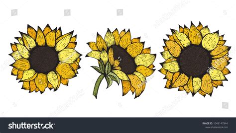 Sunflower Vector Set Hand Drawn Sunflowers Stock Vector Royalty Free