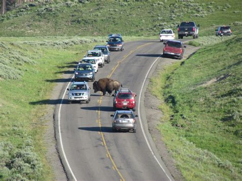 Wildlife at Yellowstone National Park | Nonstop from JFK