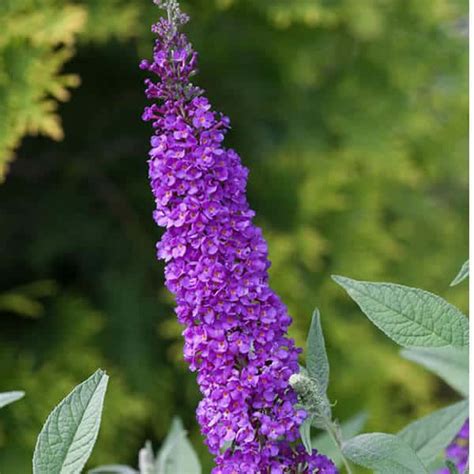 Miss Violet Butterfly Bush Grown By Overdevest