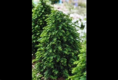 Taxus Baccata H Pken S Gigant Eibe H Pken S Gigant Pflanzenhof Plum