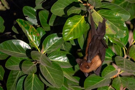 Morcego Frug Voro Ou Raposa Voadora Pendurada Na Rvore Foto Premium