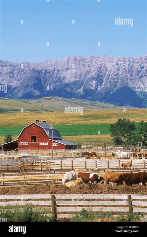 Cattle Ranch In Foothills Of Rocky Mountains Hi Res Stock Photography