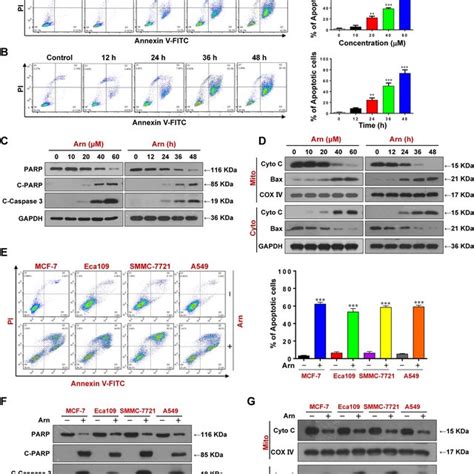 Arnidiol Inhibits Tumor Growth In A Mda Mb Xenograft Mouse Model A