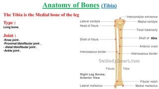 Anatomy (anatomy of bone, joint and muscles of lower limb) | PPT | Free Download