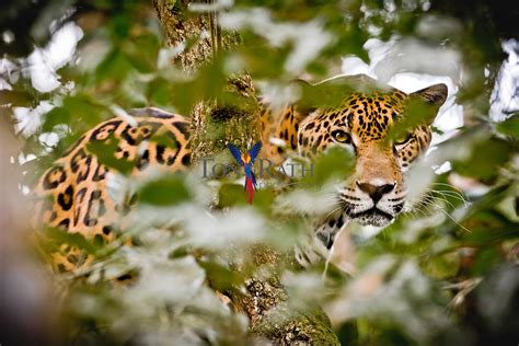 Jaguar Tony Rath Photography