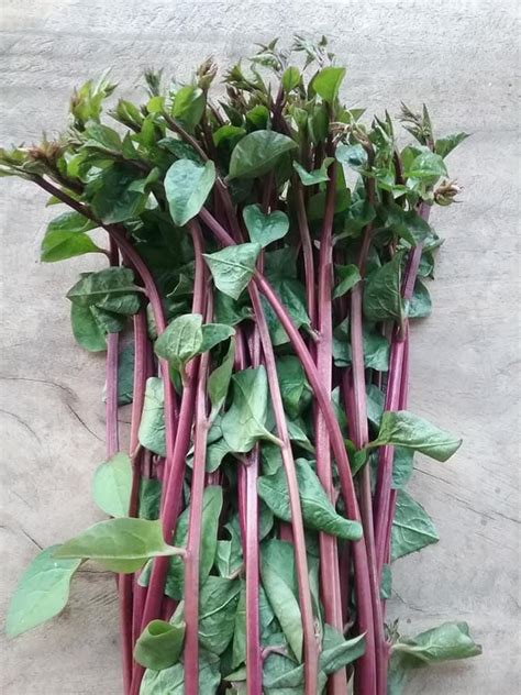 Red Stem Malabar Spinach Seed Etsy