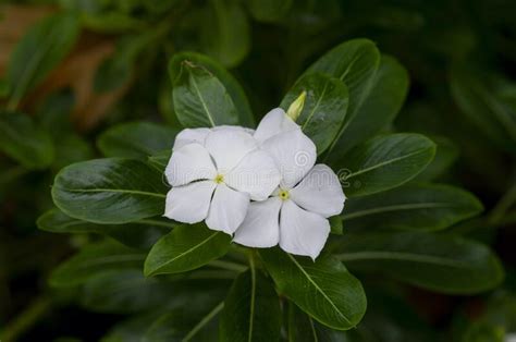 Catharanthus Roseus Flower Shallow Focus Commonly Known As The