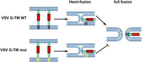 A Model Depicting The Important Role Of TM In VSV G Mediated Fusion