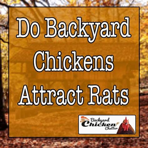 What Do Backyard Chickens Eat