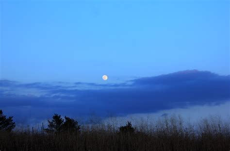 Early Evening Sky In Woods