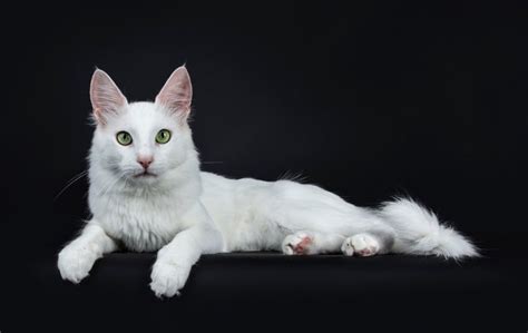 Asian Cat Breeds Their History Appearance And Personality Cats