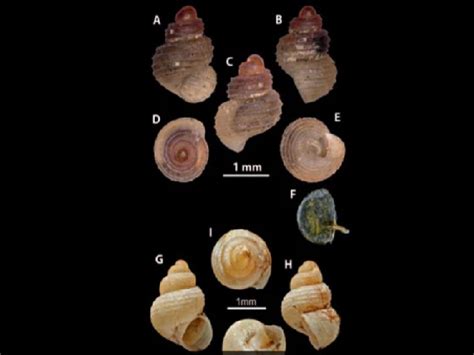 Georissa Mawsmaiensis New Snail Species Discovered In Meghalaya Cave