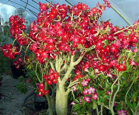 Róża Pustyni Adenium Obesum kwitnie Czerwona 1L 12480605459