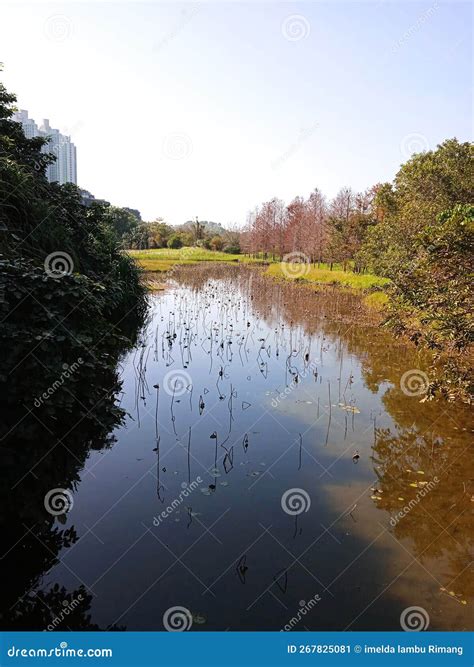 Beautiful Lake At Wetlands Park Stock Image Image Of Pond Autumn