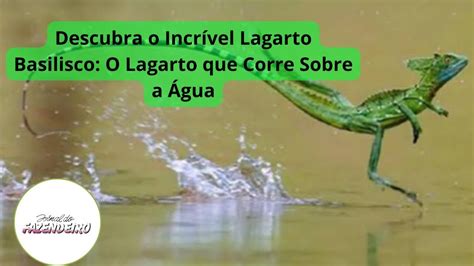 Descubra O Incr Vel Lagarto Basilisco O Lagarto Que Corre Sobre A Gua