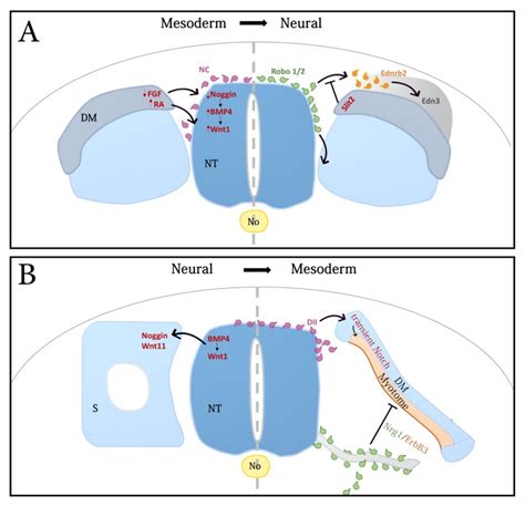 Ijms Free Full Text From Bipotent Neuromesodermal Progenitors To