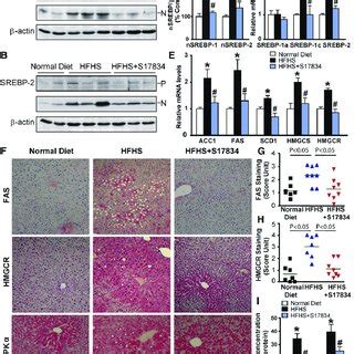 Ampk Suppresses The Cleavage Processing And Nuclear Translocation Of