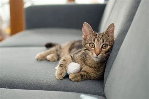 Kattenpis Geur Uit Uw Stoffen Bank Verwijderen