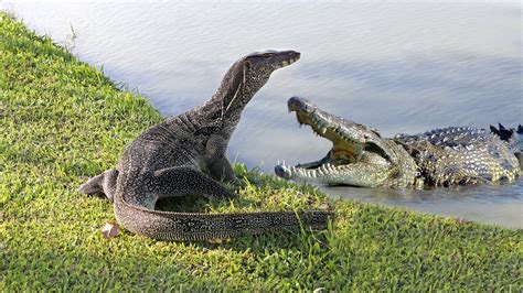 Komodo Dragon Vs Alligator